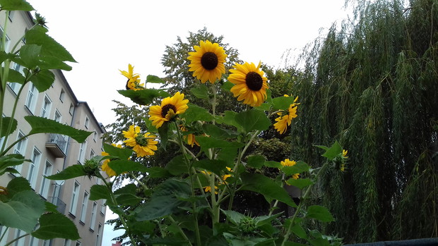 nasz najwyższy słonecznik