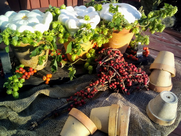 Patisony w roli głównej.