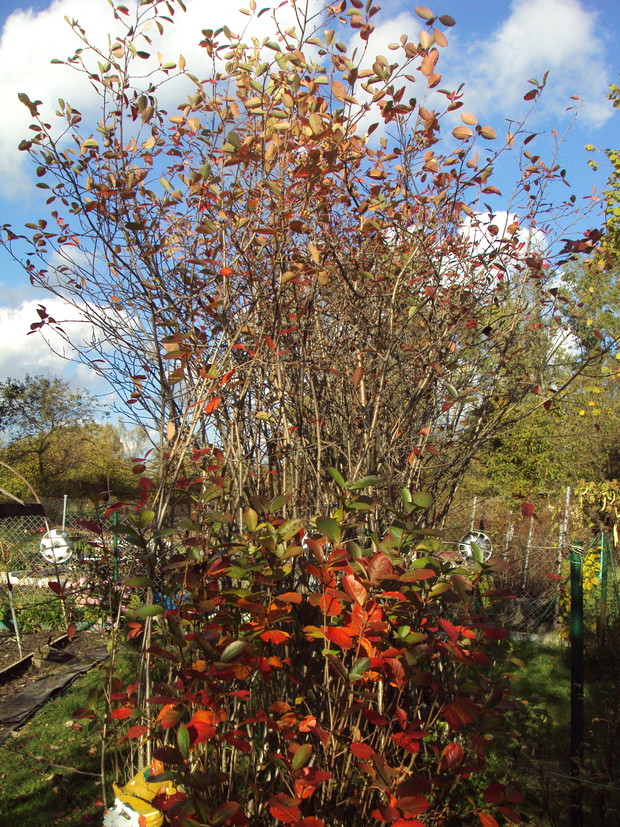 Piękne niebo i kolorowe listki