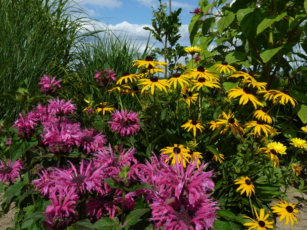 Pysznogłówka i rudbekie w rabacie z trawami
