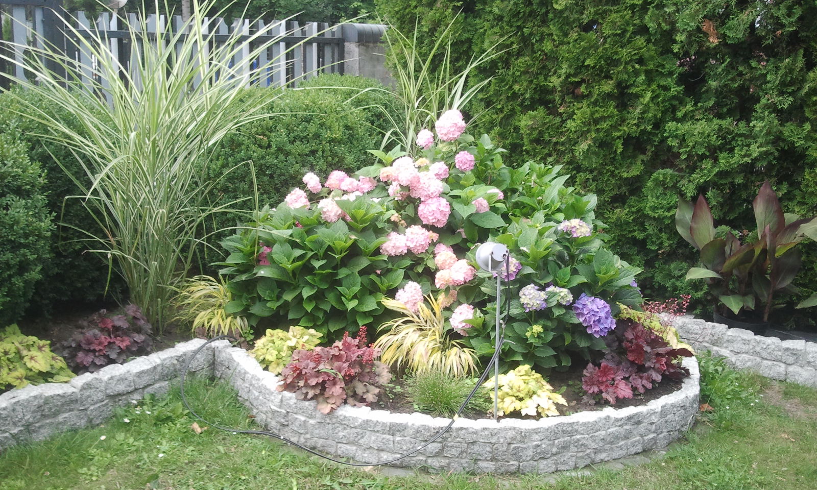 Rabata z hortensjami