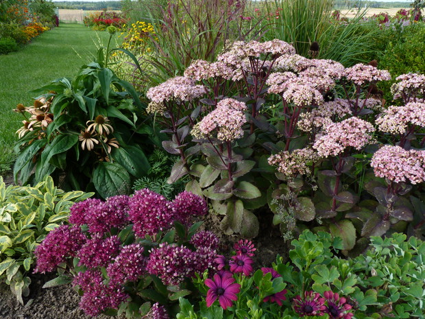 Rabata z rozchodnikami