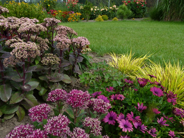 Rabata z rozchodnikami