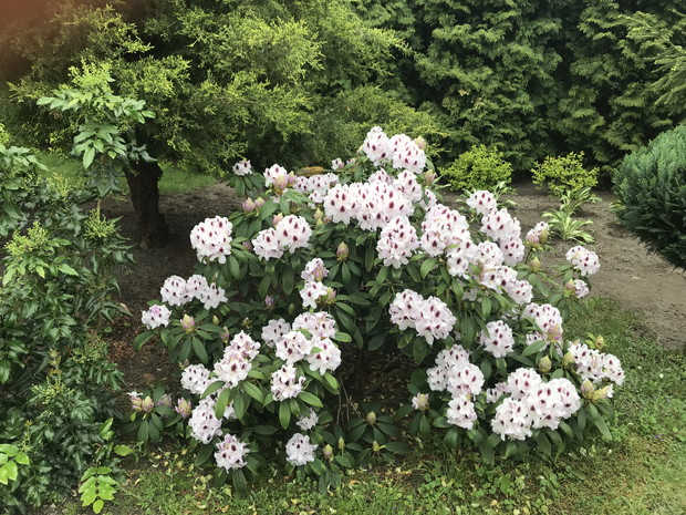 Rododendron