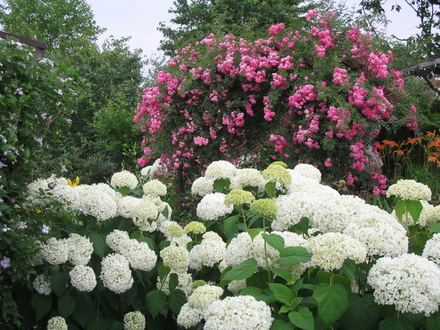 Róże pnące, hortensje Anabelle