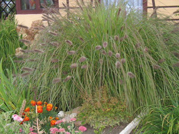 Rozplenica japońska