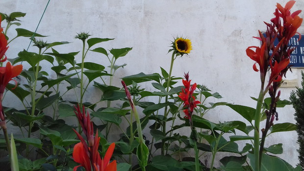 sierpień przed kamienicą 1