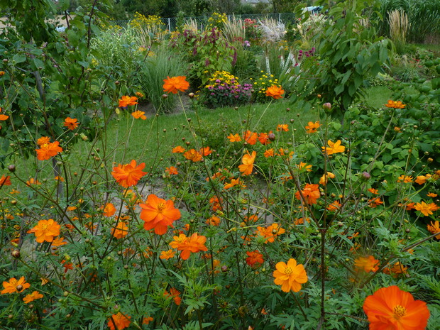 Sierpień w ogrodzie