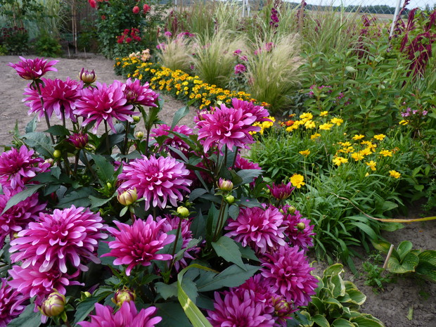 Sierpień w ogrodzie