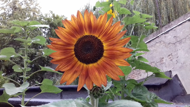 sierpniowy słonecznik 2