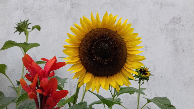 sierpniowy słonecznik