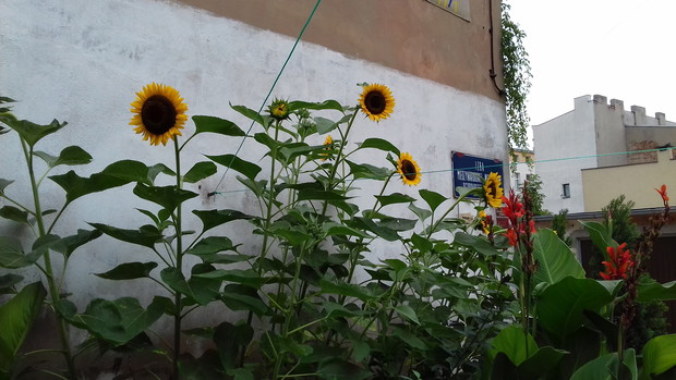 słonecznikowy krajobraz