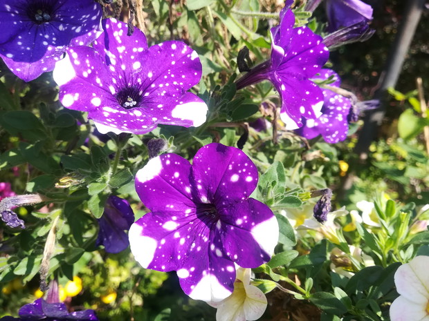 Surfinia jak droga mleczna