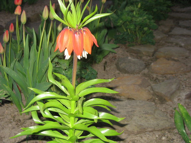 Szachownica cesarska, cesarska korona