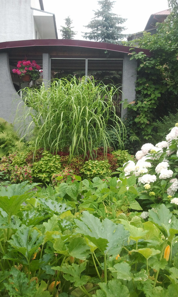 Trawa na tle altanki