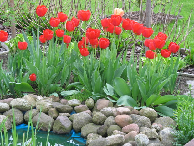 Tulipany nad oczkiem