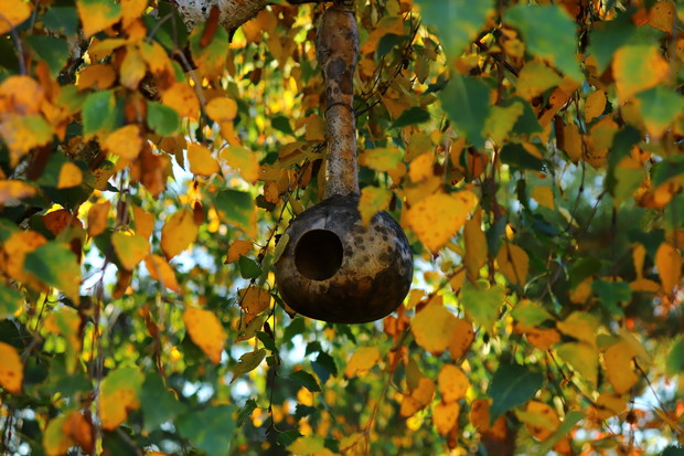 Tykwa jako budka dla ptaków