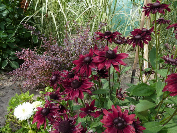 W brzozowym zagajniku