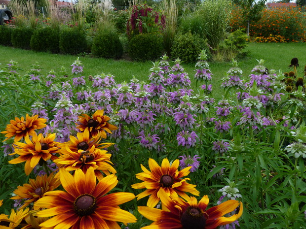 Wrzesień w ogrodzie