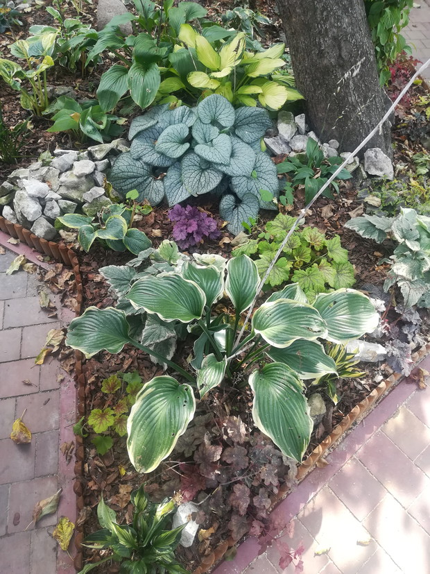 Żurawki, funkie, brunera