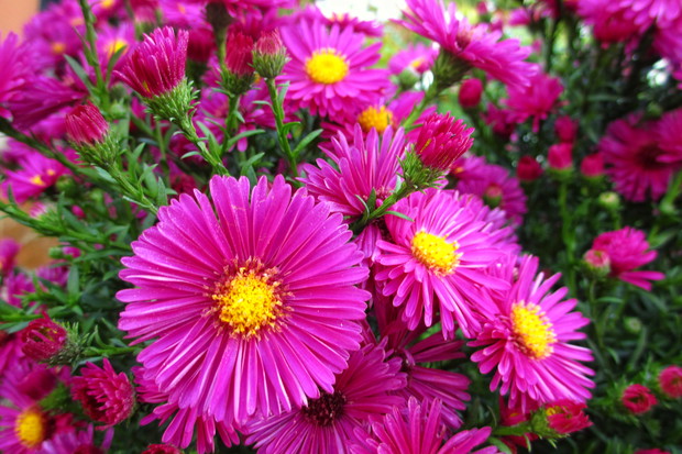 Aster krzaczasty 'Jenny'