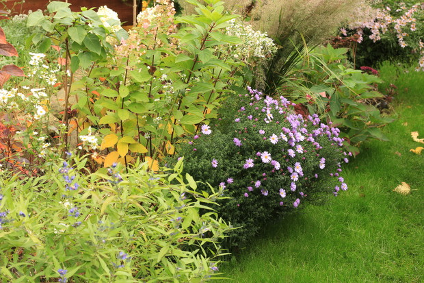 Astrowo-hortensjowo.