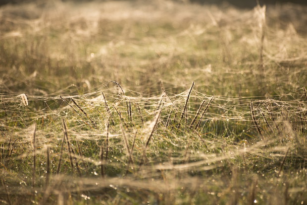 Babie lato na łące.