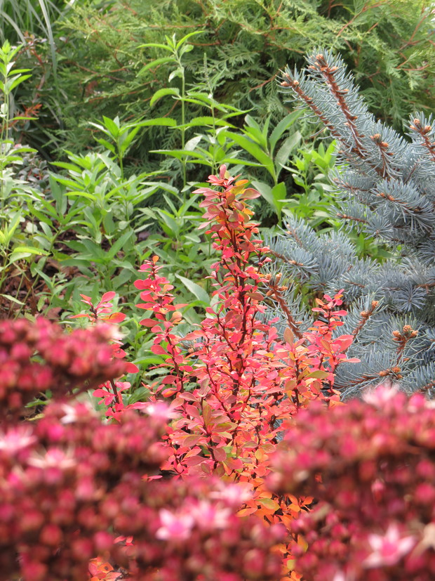 Berberys już zmienił barwy na jesień