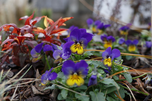 Bratki i nandina 'Fire Power'