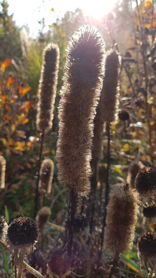Byliny w promieniach jesiennego  słońca