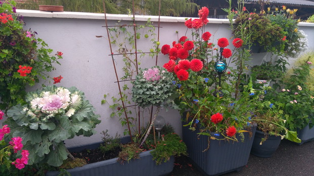 Dalia 'Heatwave' i kapusty ozdobne