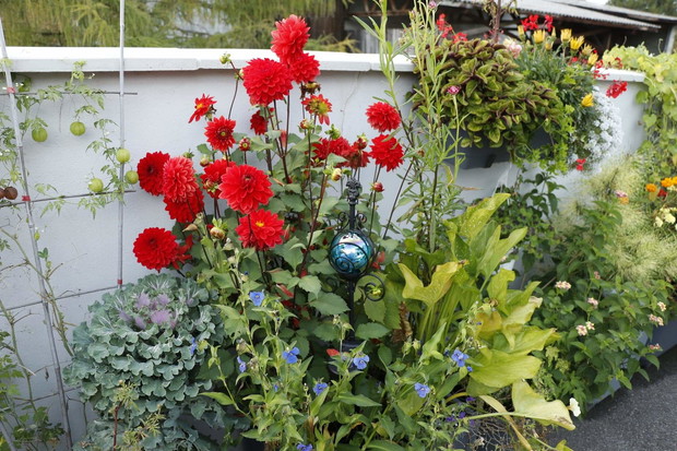 Dalia z kapustą i commeliną