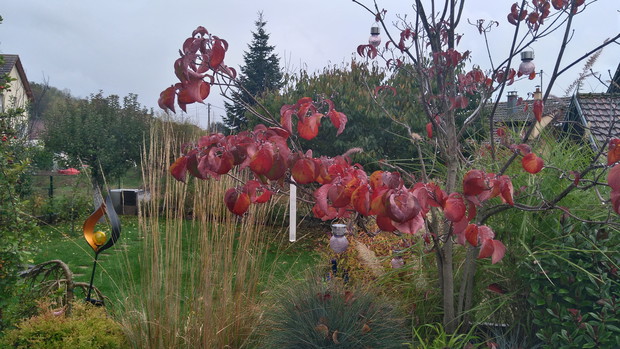 Dereń kwiecisty jesienią