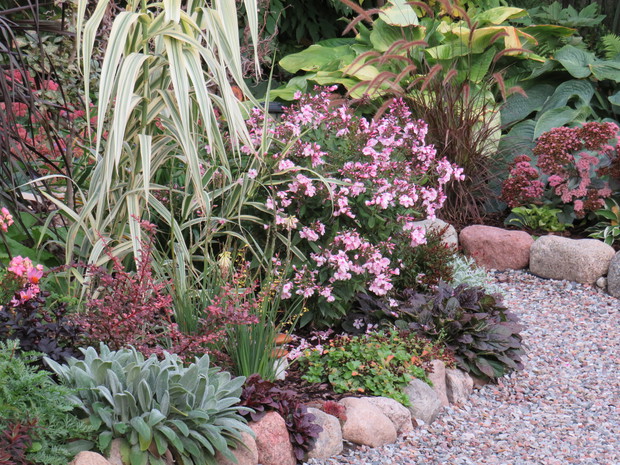 Do późnej jesieni kwitną u nas floksy...