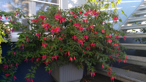 Fuksja magellańska w listopadzie