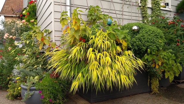 Hakonechloa smukła 'Stripe it Rich'