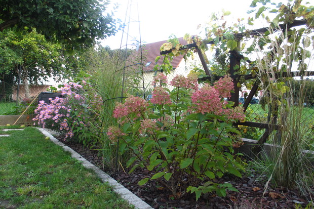 Hortensja bukietowa 'Phantom'