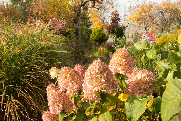 Hortensje i miskant.