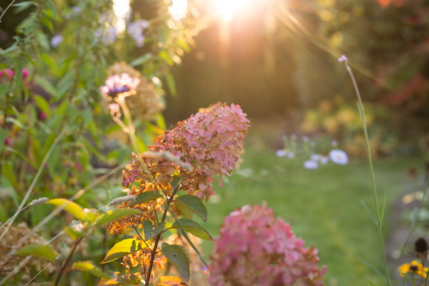 Hortensje o poranku.