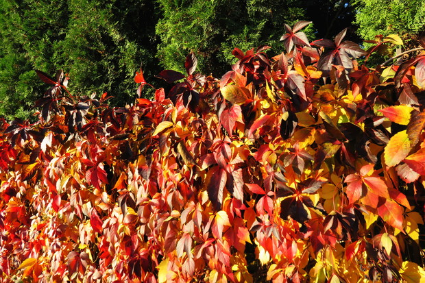Jesienna aranżacja płotu w ogrodzie