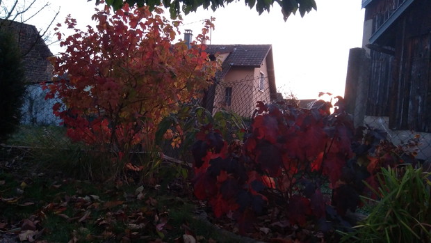 Jesienne barwy hortensji dębolistnej i kaliny