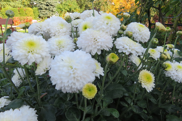 Jesienne chryzantemy