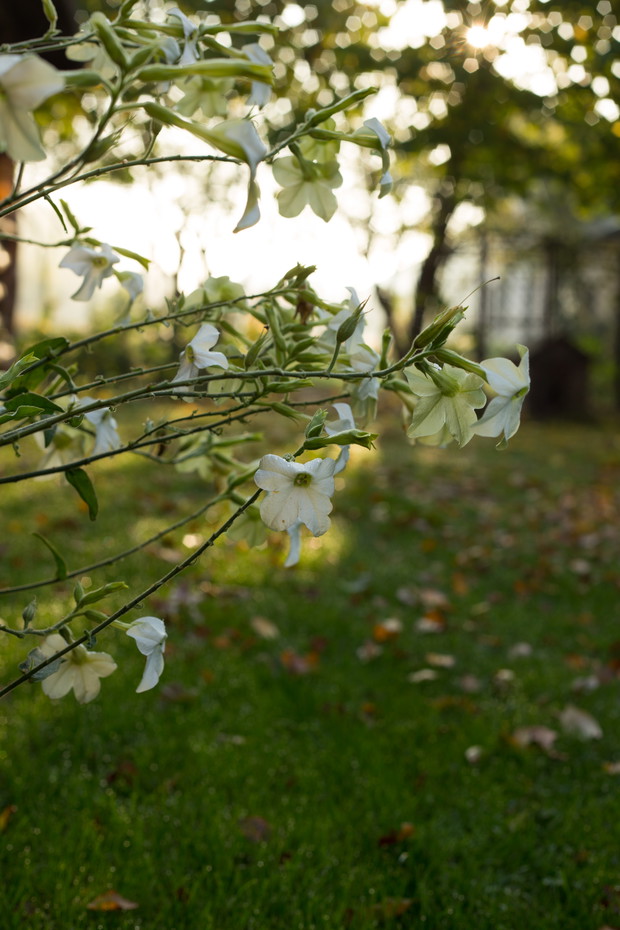 Jesienny tytoń ozdony.