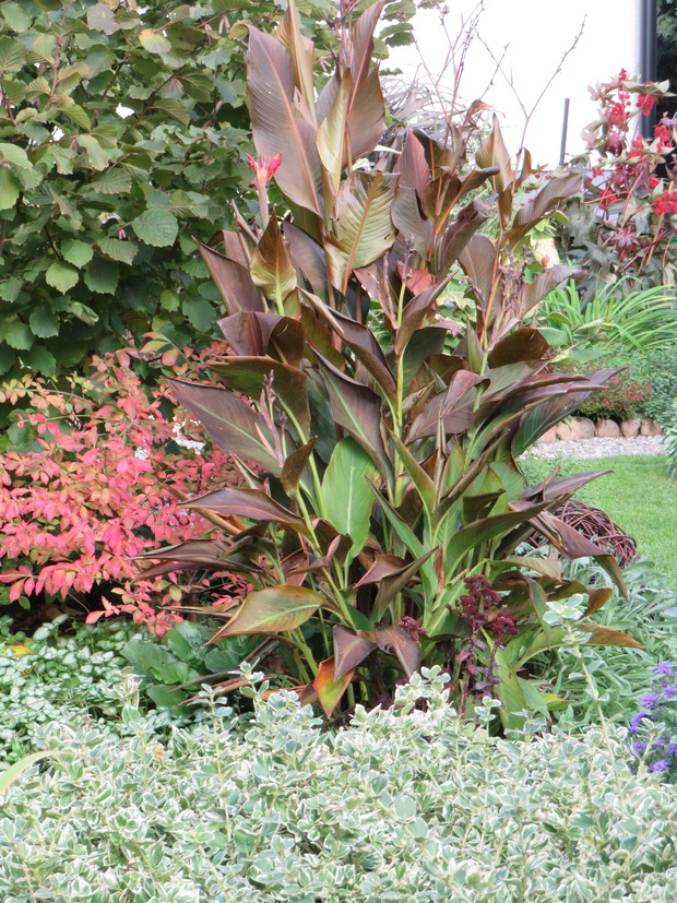 Kanny już po ierwszym przymrozku gotowe do wykopania na zimę...
