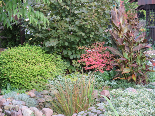 Kanny już po ierwszym przymrozku gotowe do wykopania na zimę...