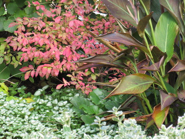 Kanny już po ierwszym przymrozku gotowe do wykopania na zimę...