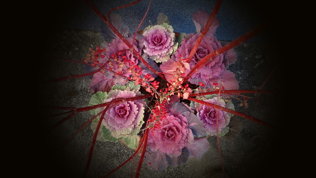 Kompozycja z kapustami i gałązką derenia