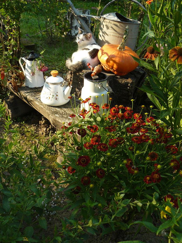 Kotek na tle jesieni