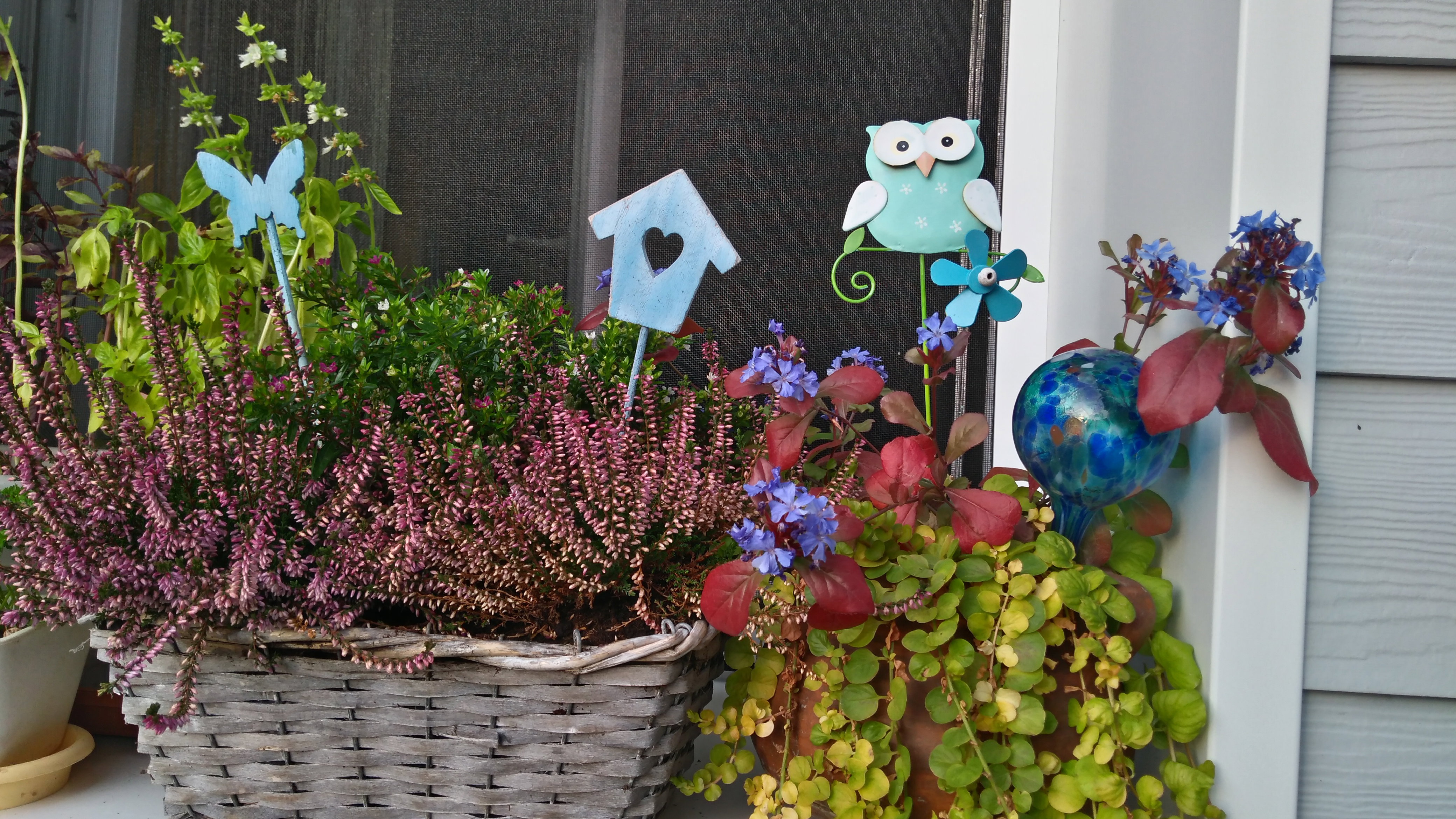 Kufea hyzopolistna z wrzosami oraz zawciągowiec 'Autumn Blue' z tojeścią rozesłaną 'Aurea'