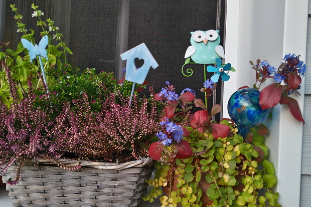 Kufea hyzopolistna z wrzosami oraz zawciągowiec 'Autumn Blue' z tojeścią rozesłaną 'Aurea'